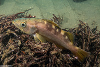 Sebastes serranoides (Olive Rockfish)