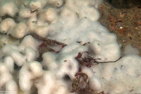 Tubulanus sexlineatus (Six-Lined Ribbon Worm)