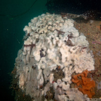 Cystodytes lobatus (Lobed Compound Tunicate)