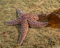 Pisaster giganteus (Giant Spined Star)