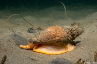 Megasurcula carpenteriana (Carpenter's Turrid)