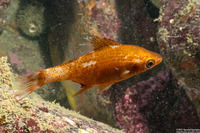 Brachyistius frenatus (Kelp Perch)