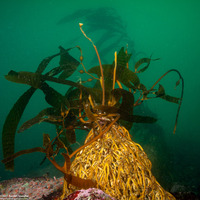 Macrocystis pyrifera (Giant Kelp)