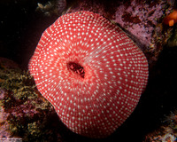 Urticina eques (White-Spotted Rose Anemone)