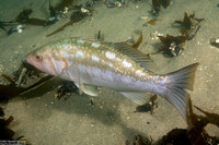 Paralabrax clathratus (Kelp Bass)