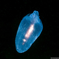 Cliopsis krohnii (Sea Angel)