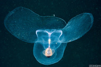 Corolla spectabilis (Sea Butterfly)