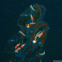 Vibilia sp.1 (Vibilia sp.1)