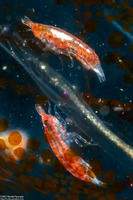 Vibilia sp.1 (Vibilia sp.1)