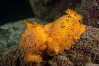 Doris montereyensis (Monterey Dorid)