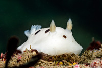 Diaulula sandiegensis (San Diego Dorid)