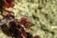 Order Mysida (Mysids)