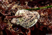 Acanthinucella spirata (Angled Unicorn)