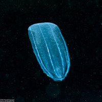 Beroe cucumis (Beroe cucumis)