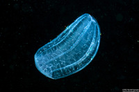 Beroe cucumis (Beroe cucumis)