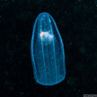 Beroe cucumis (Beroe cucumis)