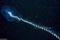 Praya sp.1 (Praya sp.1)