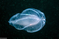 Beroe cucumis (Beroe cucumis)