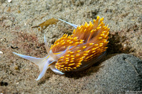 Hermissenda opalescens (Opalescent Nudibranch)