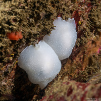 Berthella chacei (White Berthella)