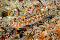 Rathbunella alleni (Stripefin Ronquil)