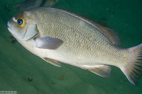 Girella nigricans (Opaleye)