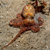 Octopus rubescens (Red Octopus)