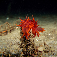 Dendronotus iris (Rainbow Dendronotus)