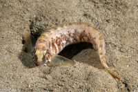 Rathbunella alleni (Stripefin Ronquil)