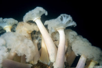 Metridium farcimen (White-Plumed Anemone)