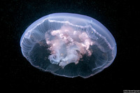 Aurelia aurita (Moon Jelly)