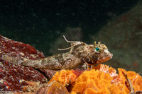 Icelinus tenuis (Spotfin Sculpin)