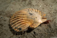 Patinopecten caurinus (Giant Pacific Scallop)