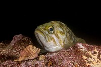 Sebastes atrovirens (Kelp Rockfish)