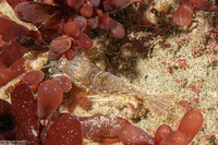 Crangon franciscorum (California Bay Shrimp)