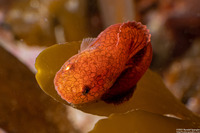 Liparis florae (Slimy Snailfish)