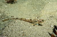 Odontopyxis trispinosa (Pygmy Poacher)