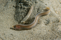 Ophidion scrippsae (Basketweave Cusk-Eel)