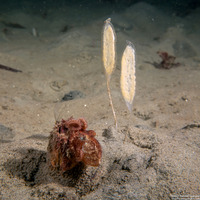 Megasurcula carpenteriana (Carpenter's Turrid)