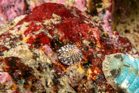 Testudinalia testudinalis (Common Tortoiseshell Limpet)