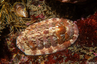 Lepidozona mertensii (Merten's Chiton)
