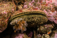 Crassadoma gigantea (Rock Scallop)