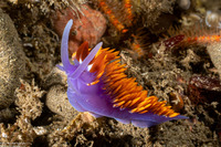 Flabellinopsis iodinea (Spanish Shawl)