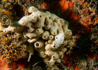 Diaulula sandiegensis (San Diego Dorid)