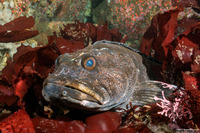 Ophiodon elongatus (Lingcod)