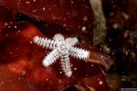 Leptasterias hexactis (Six-Arm Star)