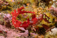Gibbonsia montereyensis (Crevice Kelpfish)
