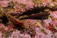 Oxylebius pictus (Painted Greenling)