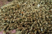 Diopatra ornata (Ornate Tube Worm)