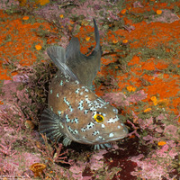 Hexagrammos decagrammus (Kelp Greenling)